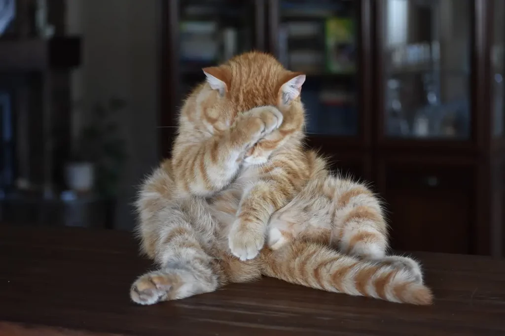 Dans cette image évocatrice, un chat est capturé dans un moment d'introspection profonde. Assis de manière inhabituelle pour un félin, il semble presque humain dans sa posture. Une de ses pattes est délicatement posée sur son visage, évoquant un sentiment de honte ou d'embarras. La posture du chat expriment une vulnérabilité touchante, faisant écho au schéma d'imperfection que tant d'entre nous ressentent. C'est une représentation poignante de la complexité émotionnelle que nous partageons avec nos amis félins, et une invitation à explorer nos propres sentiments d'imperfection avec compassion et compréhension.