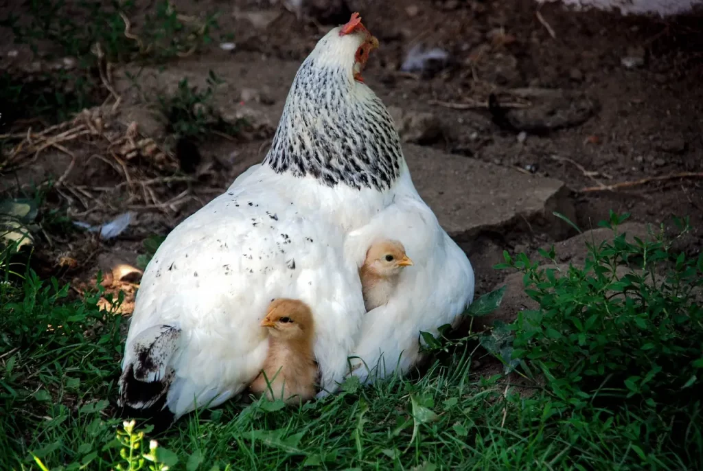 L'image met en scène une poule mère entourée de ses poussins, symbolisant le lien étroit entre les parents et les enfants dans les premières étapes de la vie. Cette illustration évoque le rôle crucial des parents dans le développement de l'indépendance et de l'autonomie chez leurs enfants.